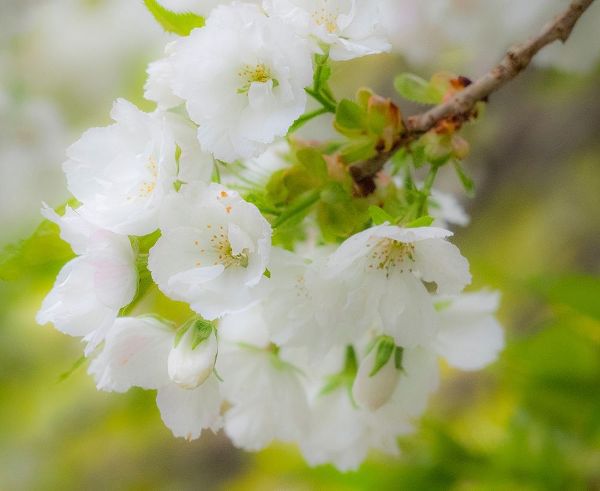 Washington State-Seattle-Washington Arboretum-Springtime cherry blooming
